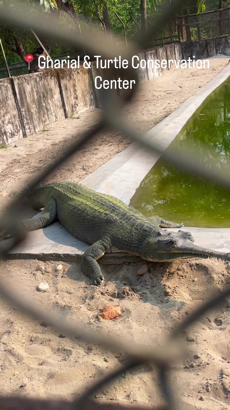 Creator reel from Chitwan