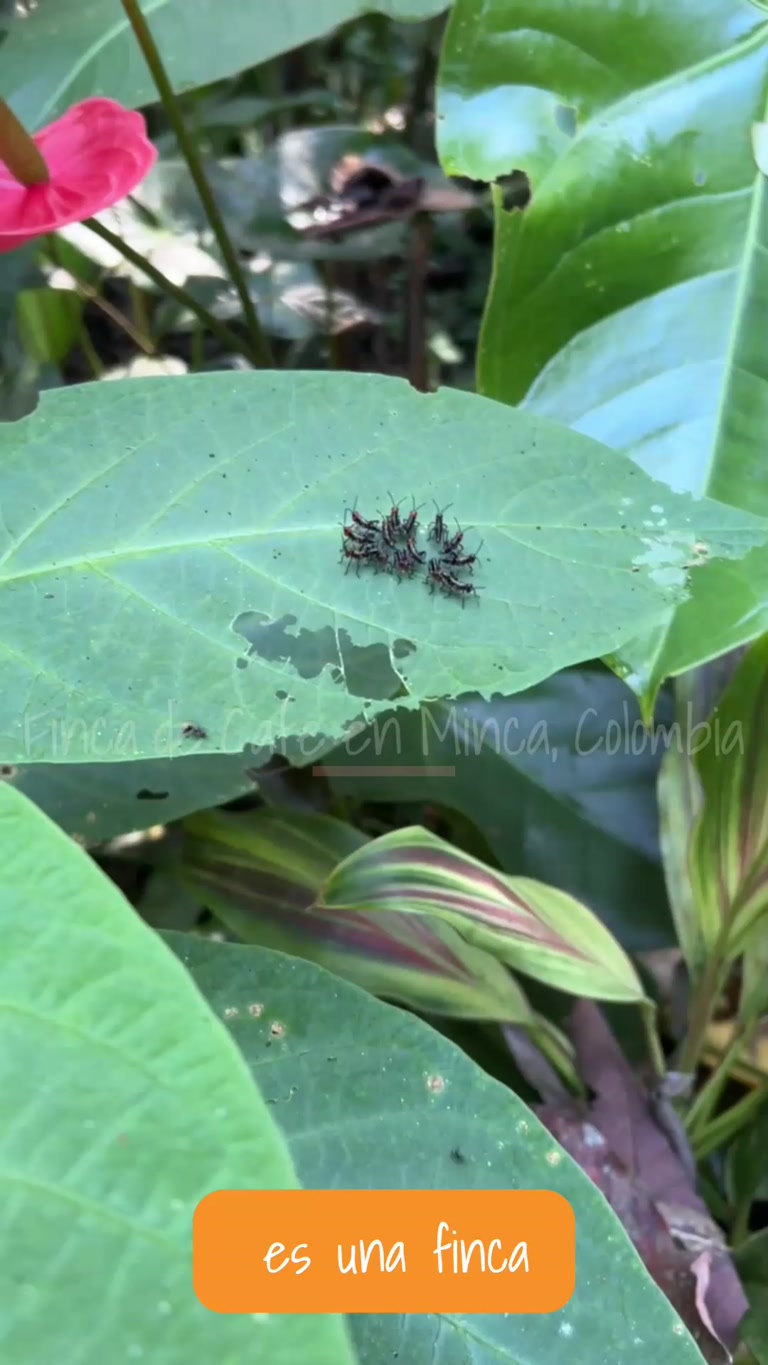 Creator reel from Minca