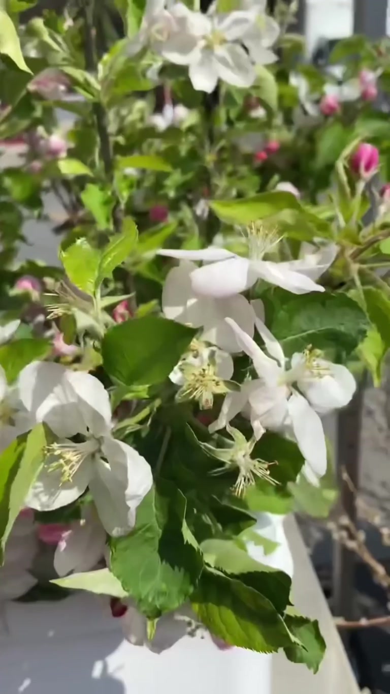 Creator reel from Toronto