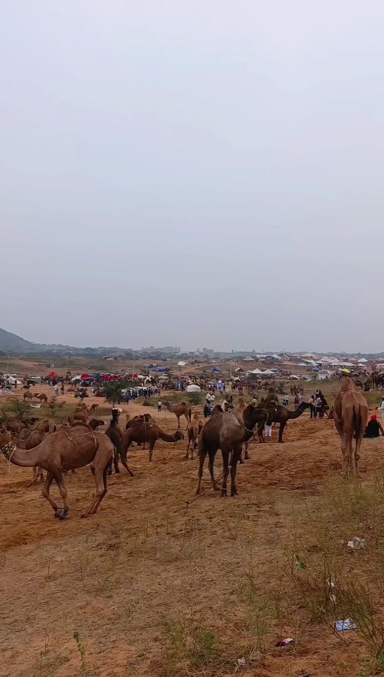 Creator reel from Pushkar