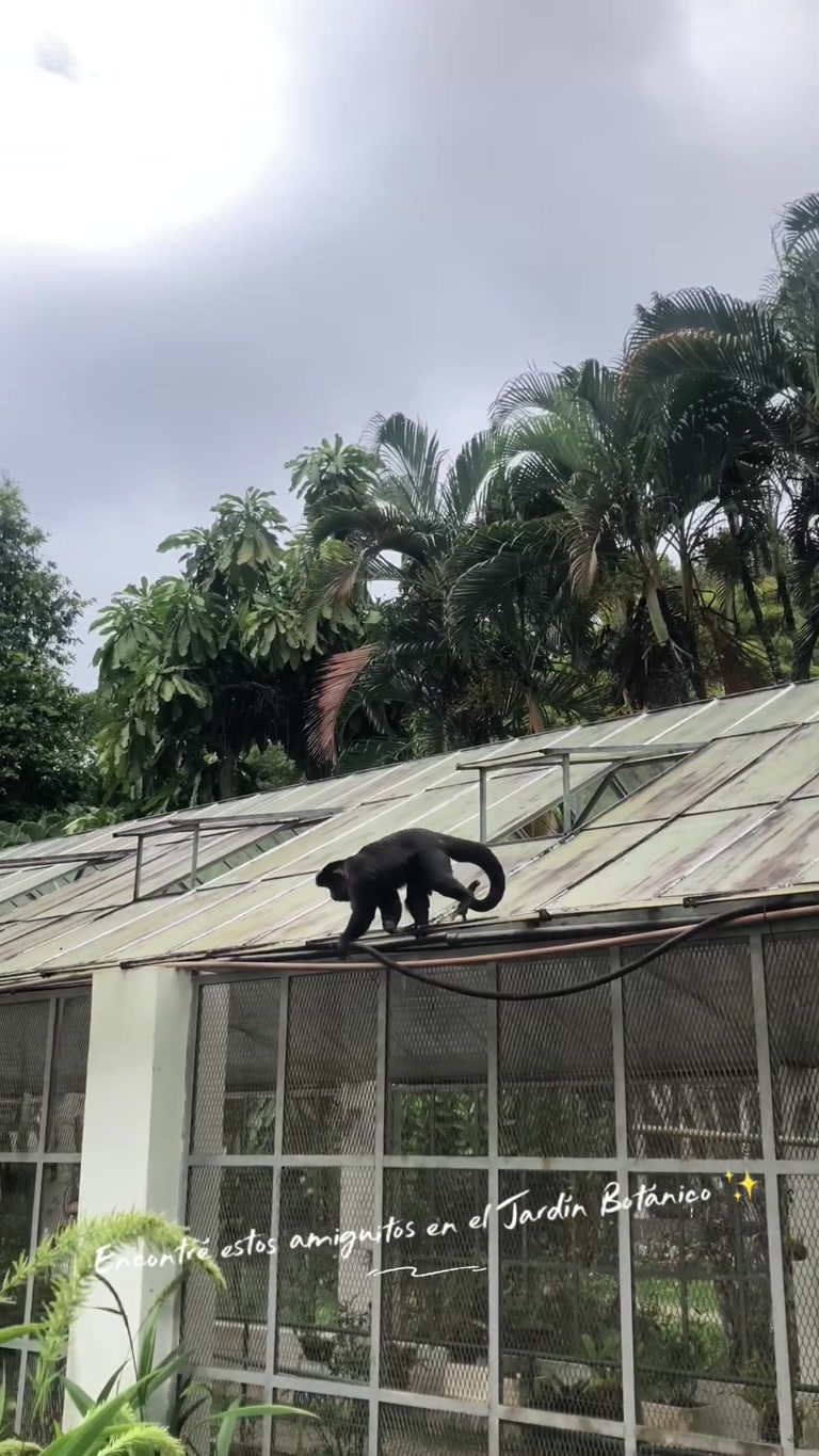 Creator reel from Rio de Janeiro