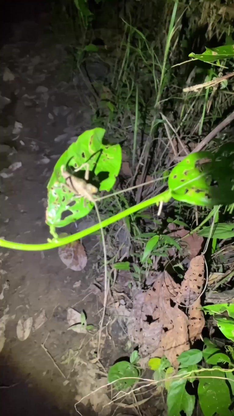 Creator reel from Leticia