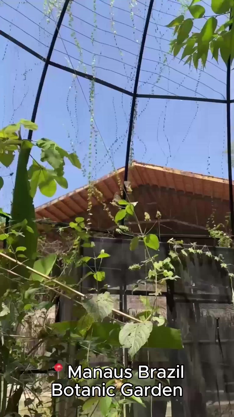 Creator reel from Manaus